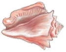 A pink Conch shell.