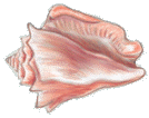 A pink sea shell.